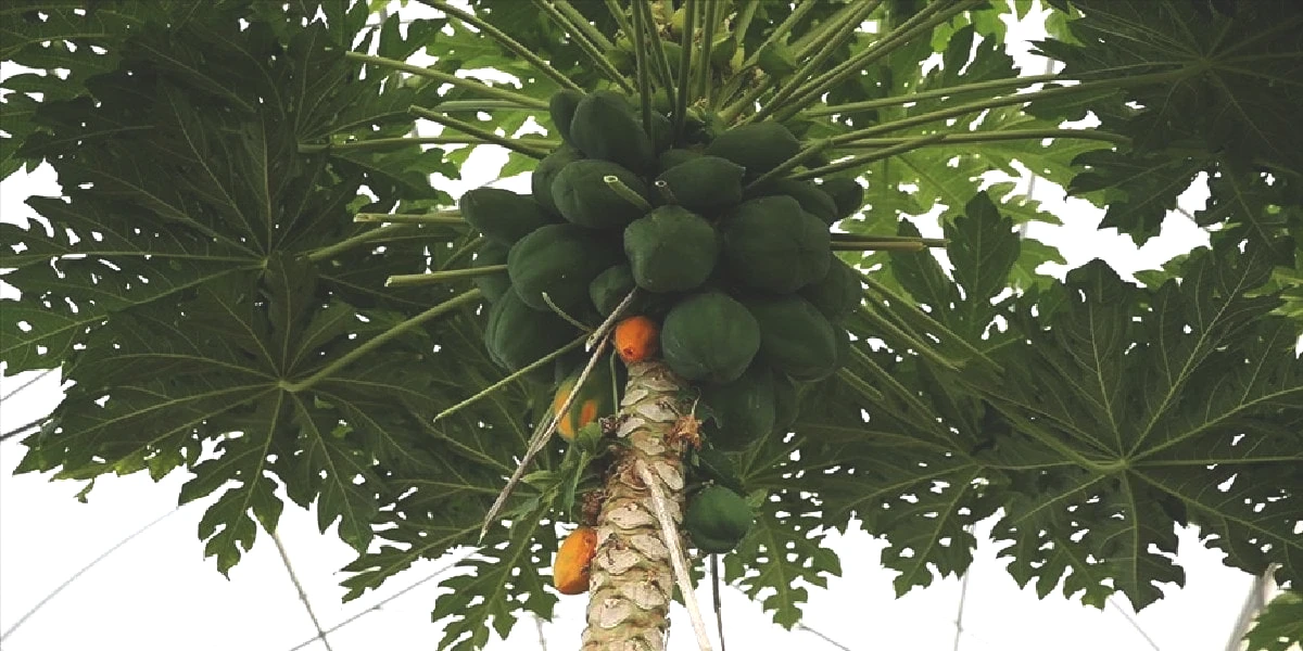 papaya-yetistirmek.jpg
