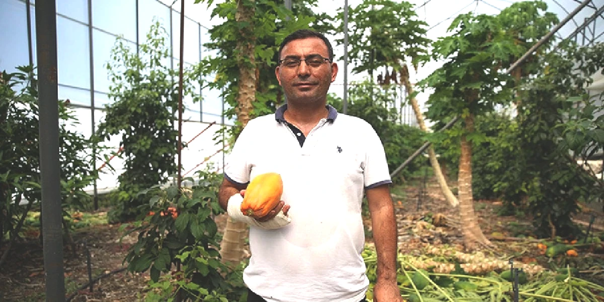 papaya-2.jpg